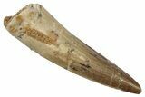 Fossil Spinosaurus Tooth - Real Dinosaur Tooth #345460-1